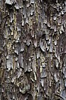 Cupressus glabra Arizona smooth bark cypress