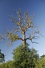 Fraxinus excelsior European ash tree almost dead
