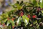 Ilex x altaclerensis 'Camelliifolia' Long-leaved holly
