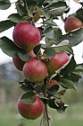 Malus domestica apple 'Apple Jane'