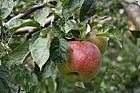 Malus domestica apple 'Belle de Pontoise'