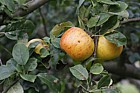 Malus domestica apple 'Bow Hill Pippin'