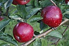 Malus domestica apple 'William Crump'