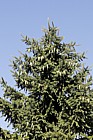 Picea chihuahuana Chihuahua spruce