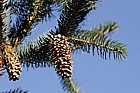 Picea glehnii Glehn's spruce