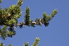 Pinus banksiana Jack pine