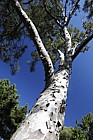 Pinus bungeana Lacebark pine