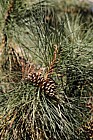 Pinus nigra subsp. laricio Corsican pine