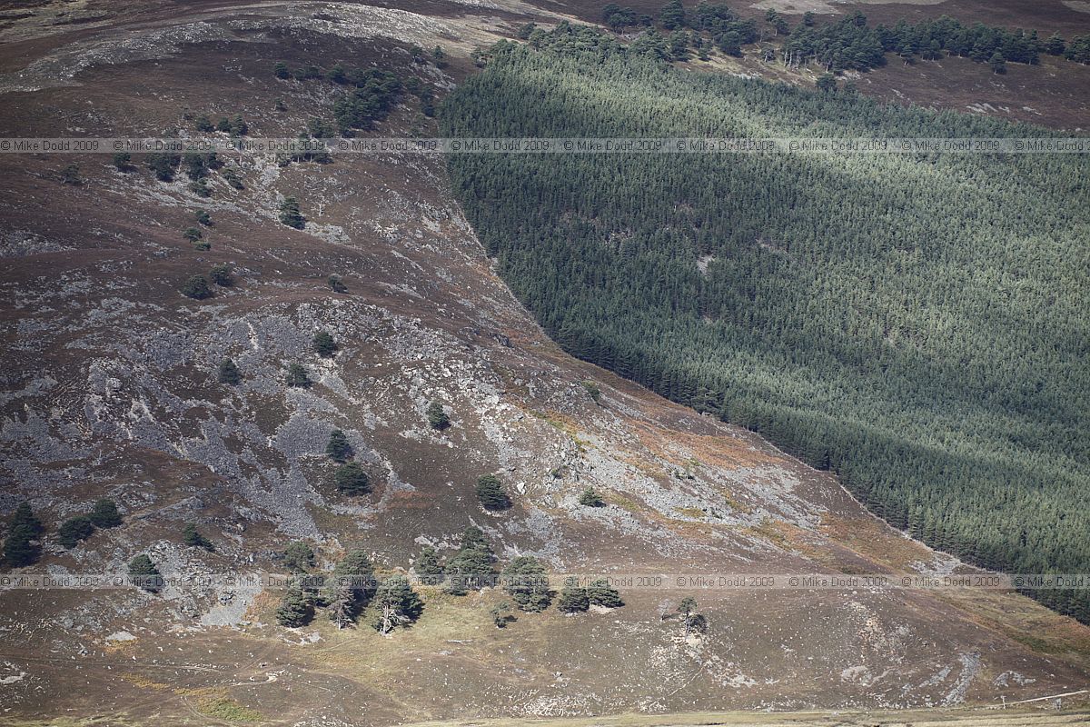 Sharp change in vegetation between open hillside with Pinus sylvestris Scots pines and plantation conifer forestry
