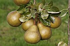Pyrus communis subsp. communis pear 'Merton Russet'