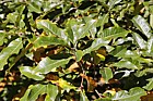 Quercus imbricaria Shingle oak