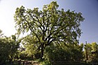 Quercus lobata Valley oak
