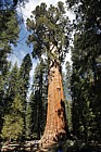 Sequoiadendron giganteum Giant sequoia or Wellingtonia General Sherman (the largest tree on earth)