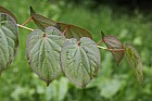 Tetracentron sinense Spur leaf