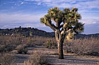 Yucca brevifolia Joshua tree national park evening