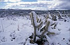 snowy cacti in Anzo Borrego desert California