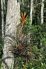 Bromeliads on Taxodium in Everglades Florida