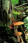 Ganoderma tsugae Adirondacks NY