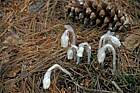Monotrapa uniflora Indian pipe Paul Smiths reserve Adirondacks New York state