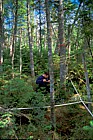 Mark little Black bear transect Whiteface mountain Adirondacks New York state