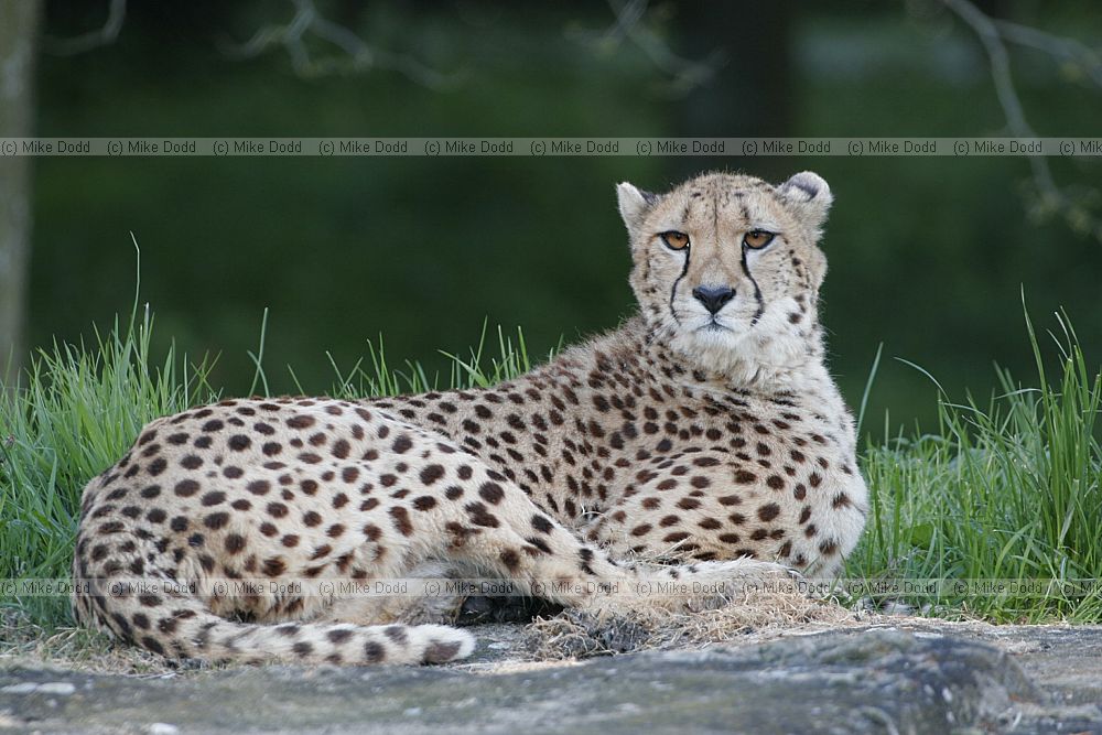 Acinonyx jubatus Cheetah
