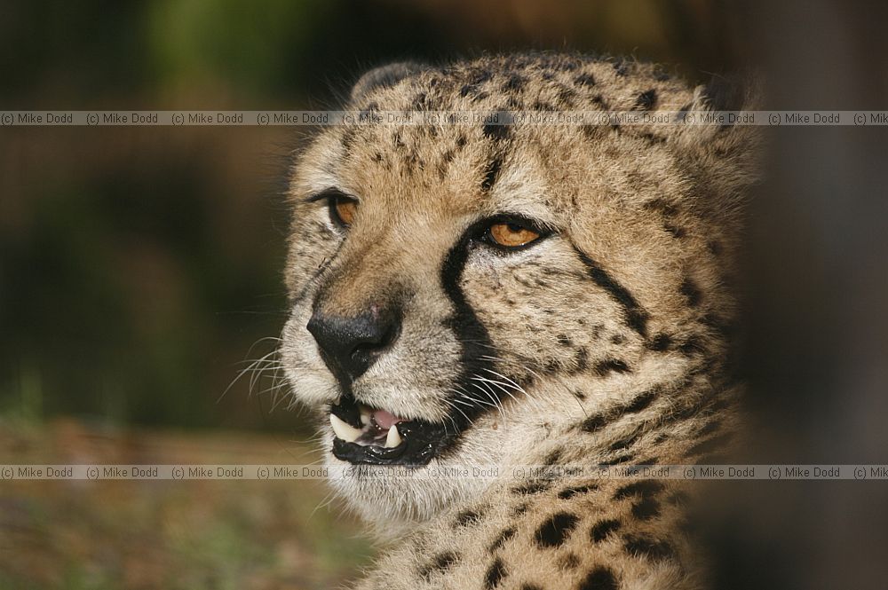 Acinonyx jubatus Cheetah