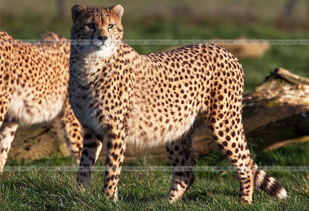 Acinonyx jubatus soemmeringii Northern Cheetah