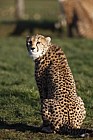 Acinonyx jubatus soemmeringii Northern Cheetah