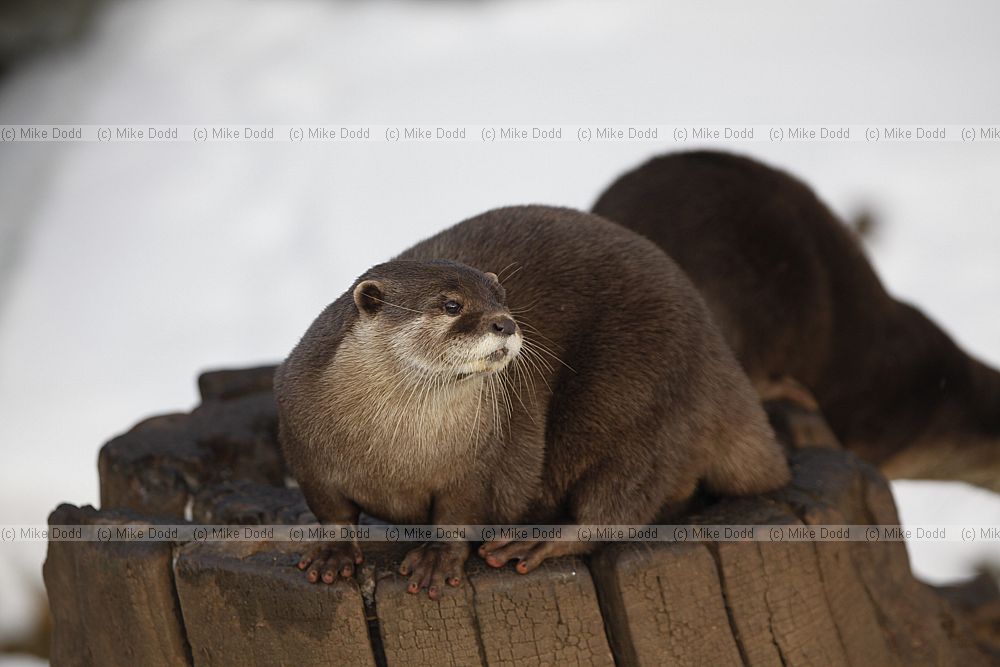 Aonyx cinerea Asian Small-clawed Otter