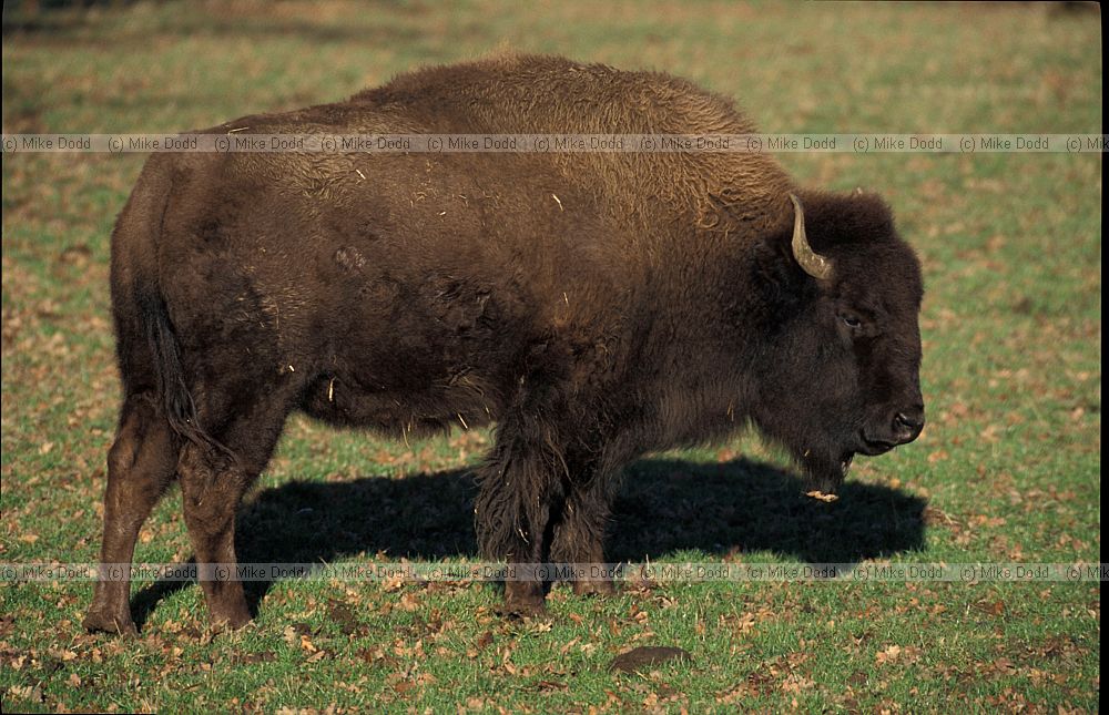 Bison bison bison American bison