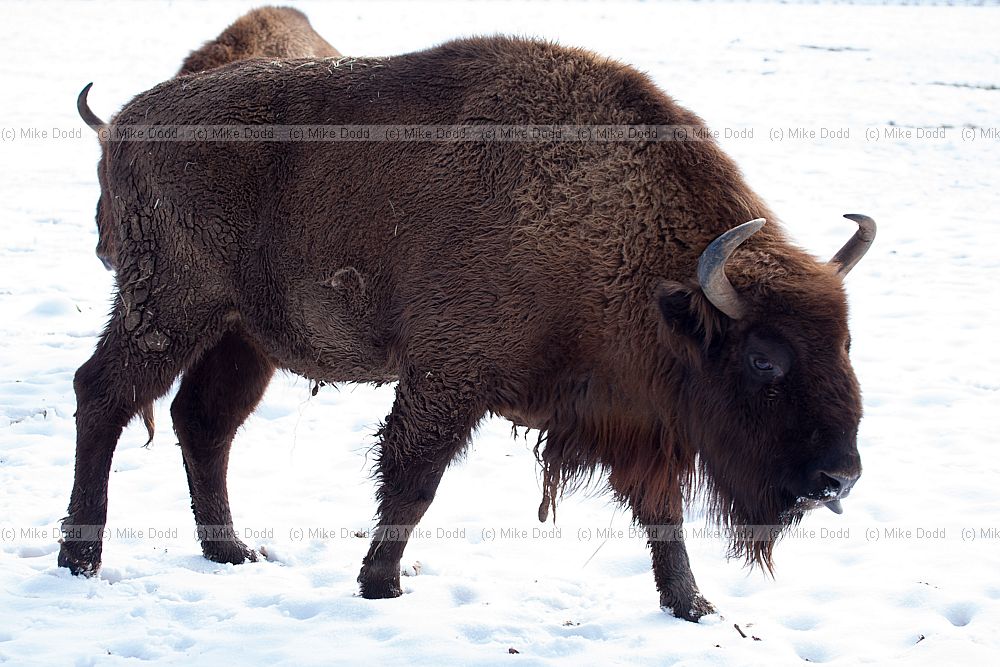 Bison bonasus European Bison