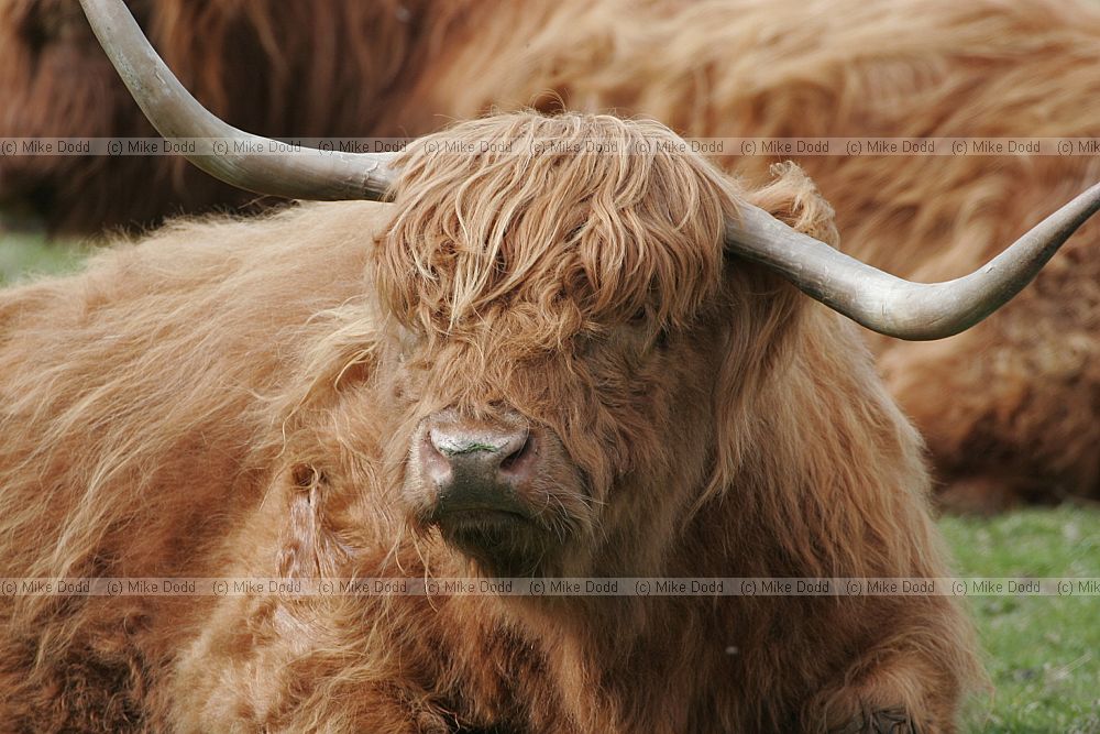 Bos primigenius Highland cow