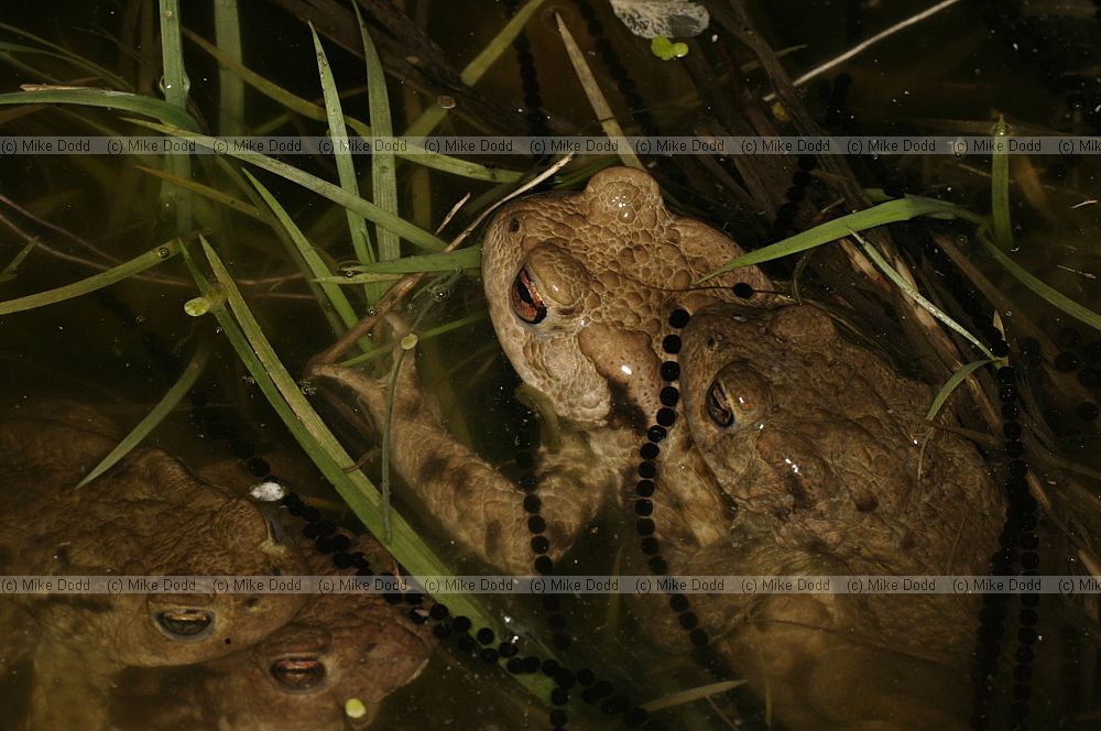 Bufo bufo European Toads  mating with toadspawn