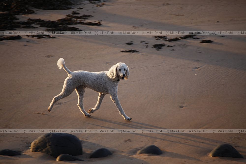 Canis lupus familiaris Poodle on the beach sunset