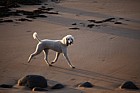 Canis lupus familiaris Poodle on the beach sunset
