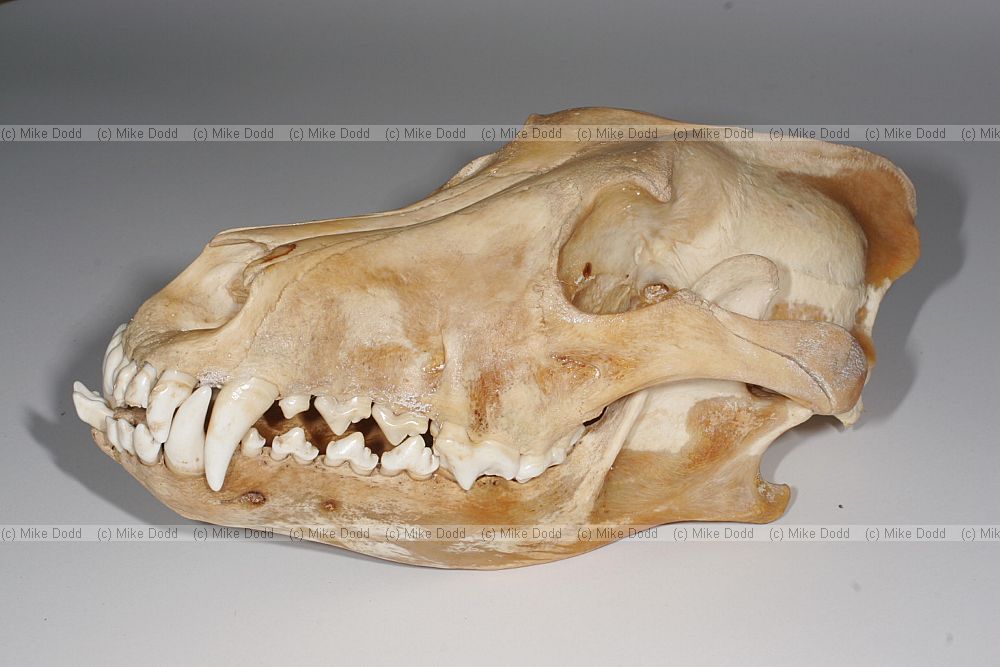 Canis lupus Grey Wolf skull
