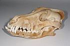 Canis lupus Grey Wolf skull