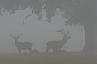 Cervus elaphus Red deer in the mist