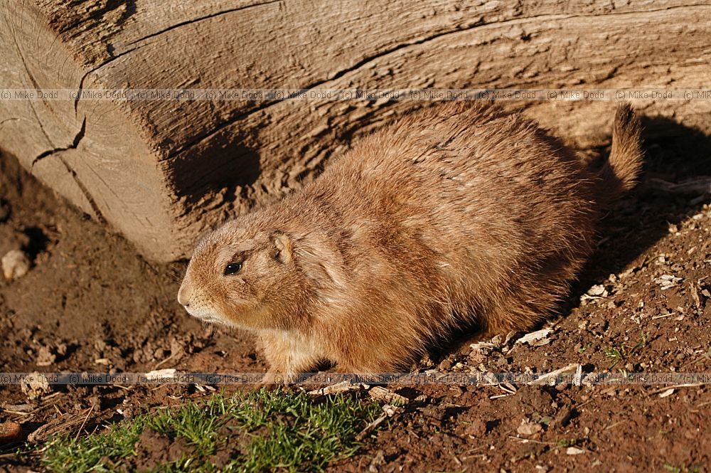Cynomys ludovicianus Black-tailed Prairie Marmot