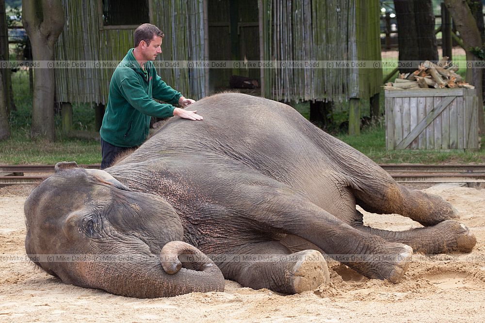 Elephas maximus Asian elephant demonstration at Whipsnade zoo