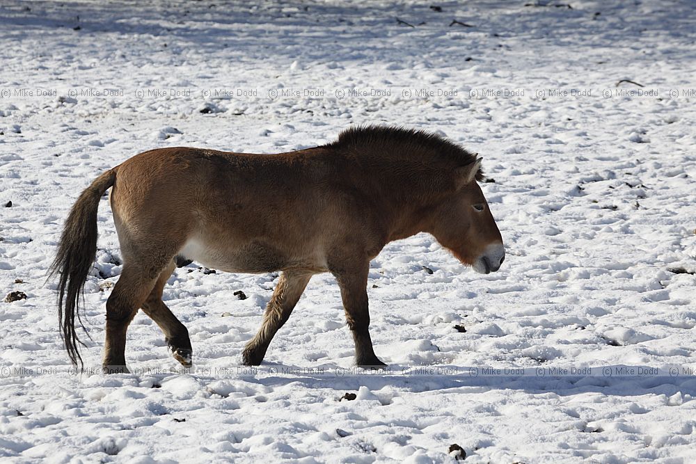 Equus ferus Przewalski's horse