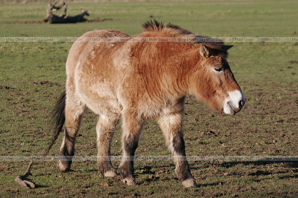 Equus ferus Przewalski's horse