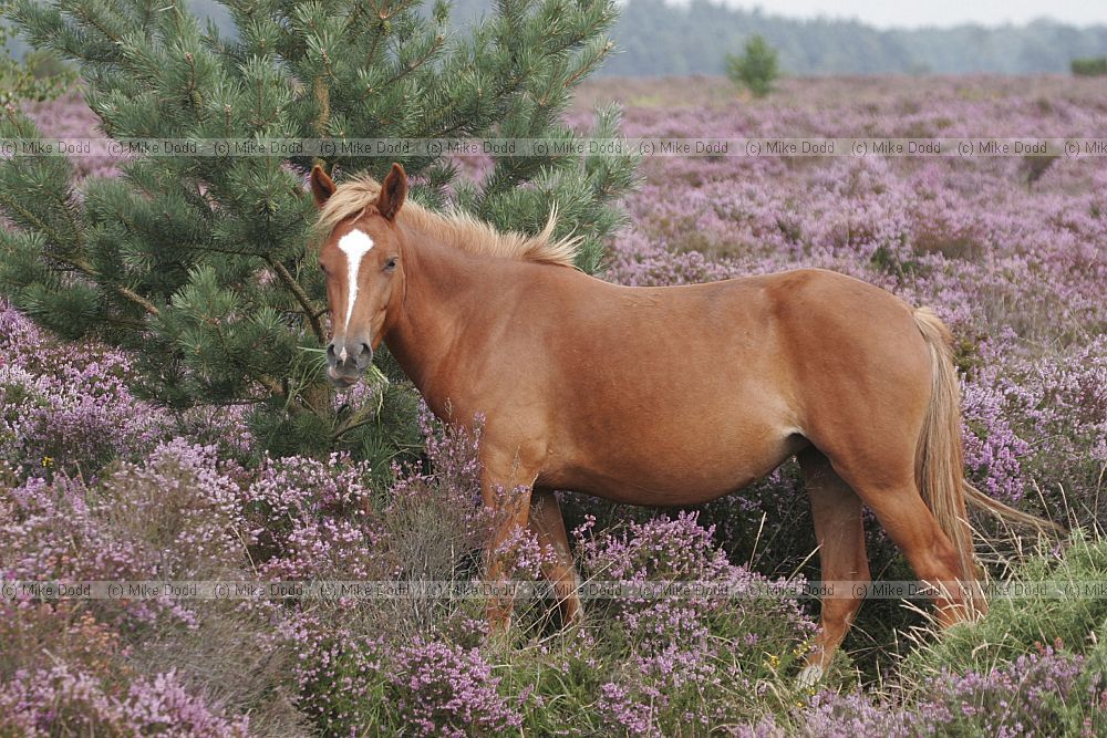 Equus ferus caballus New Forest pony in heather
