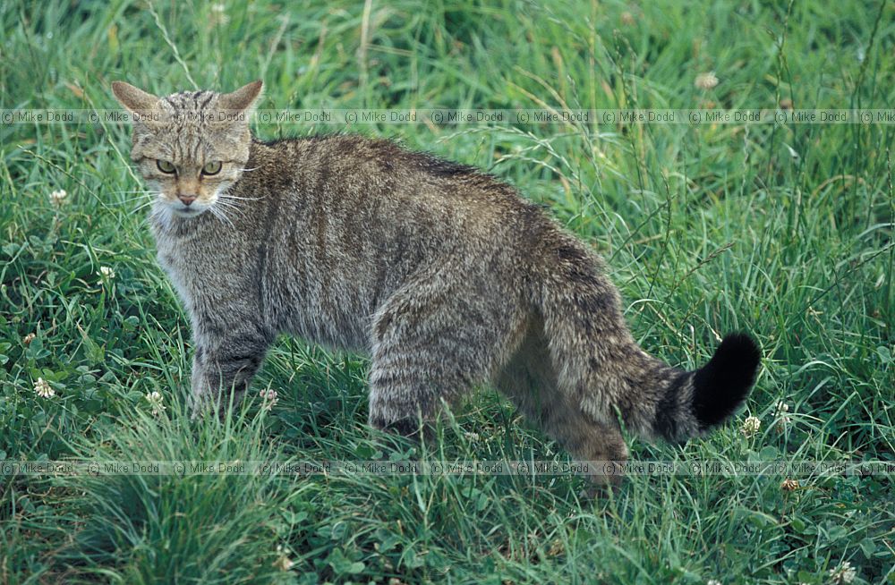 Felis silvestris grampia Scottish wildcat