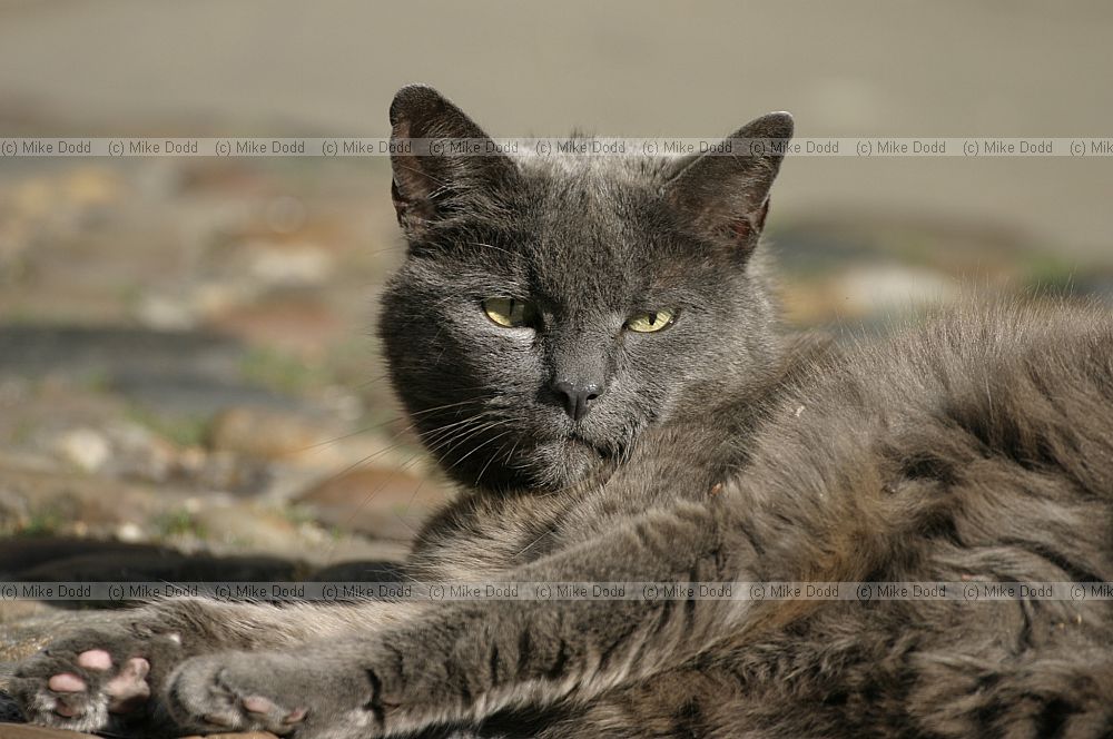 Felis sylvestris catus Cat college cat
