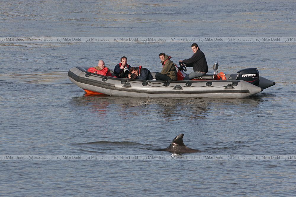 People in zodiac photographing northern bottle nosed whale in river Thames London