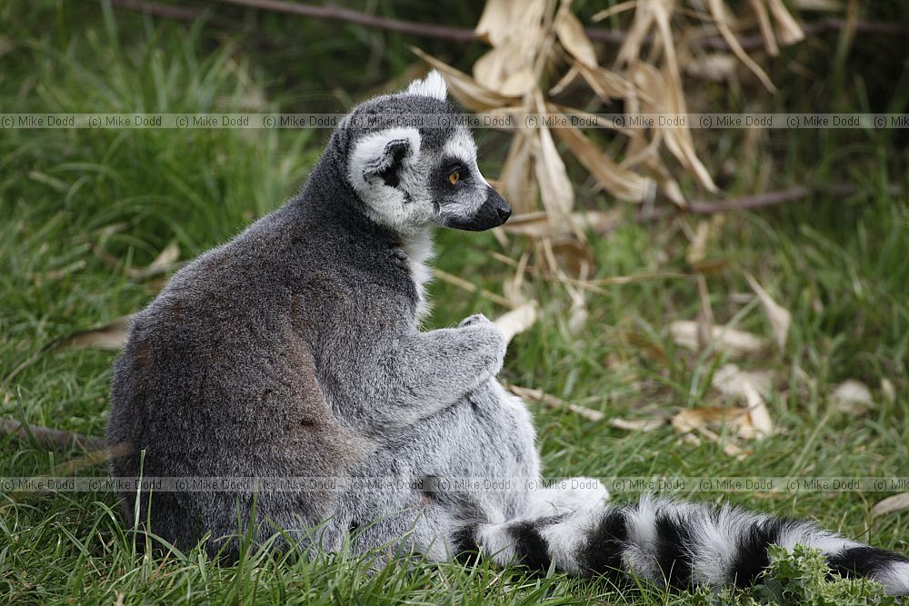 Lemur catta Ring-tailed lemur