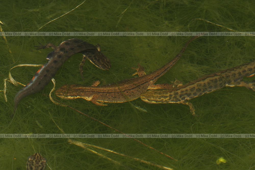 Lissotriton vulgaris Smooth or common newt (was Triturus vulgaris)