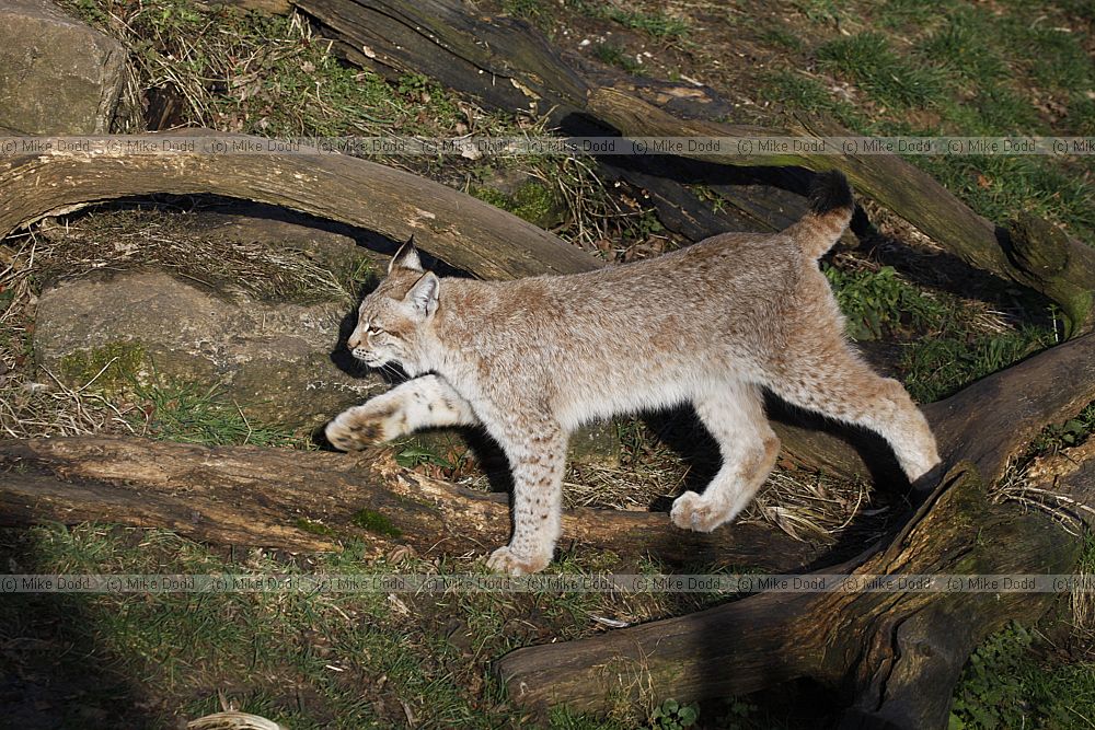 Lynx lynx lynx Northern Lynx