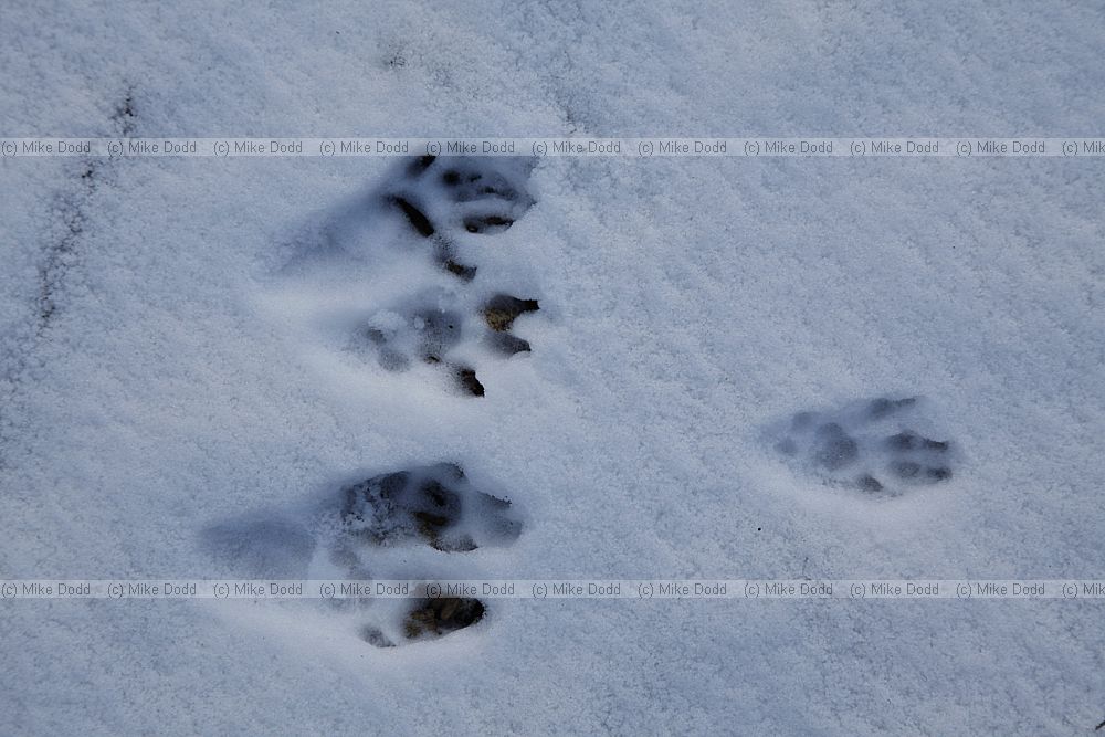 Neovison vison American mink footprints in snow (?)